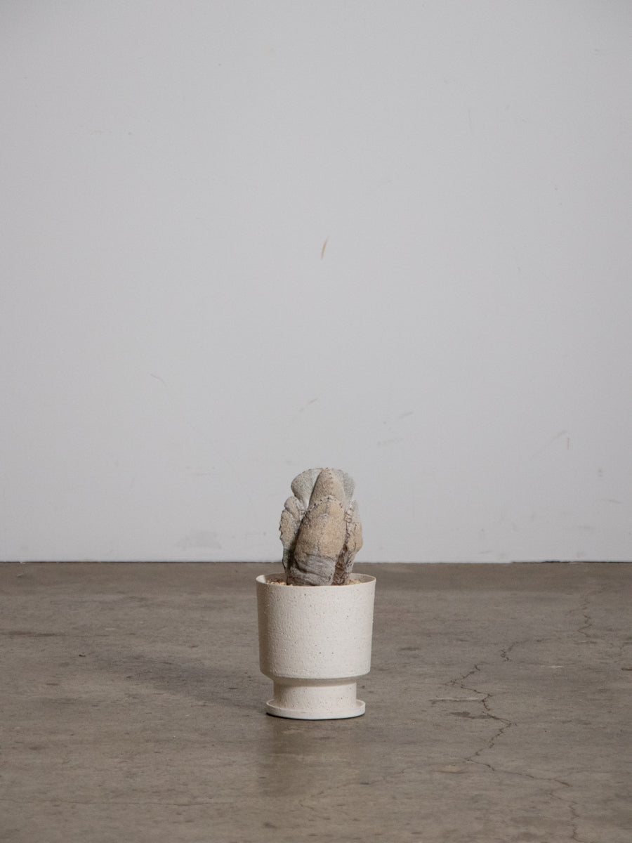 アストロフィツム・オンヅカランポー