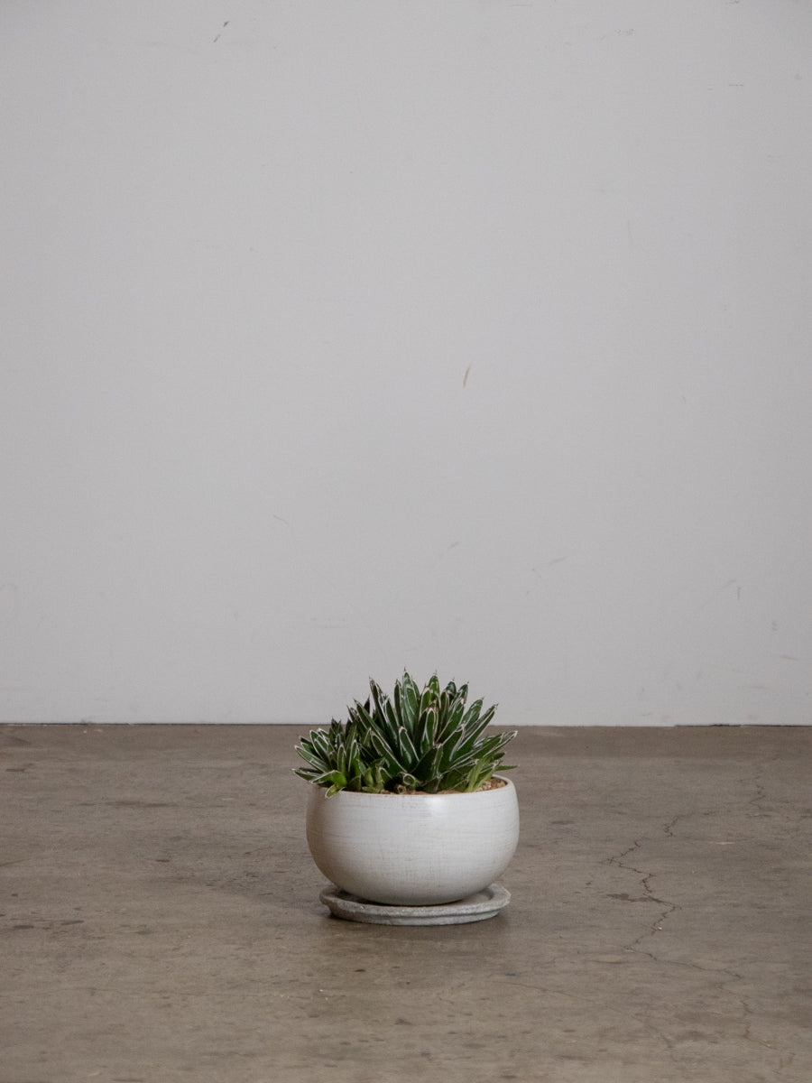 アガベ・笹の雪