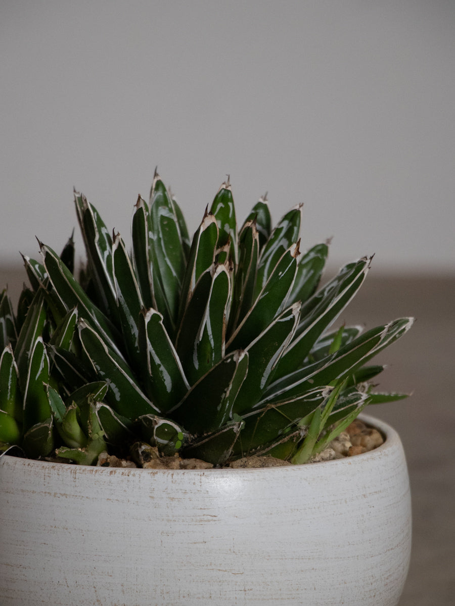 アガベ・笹の雪