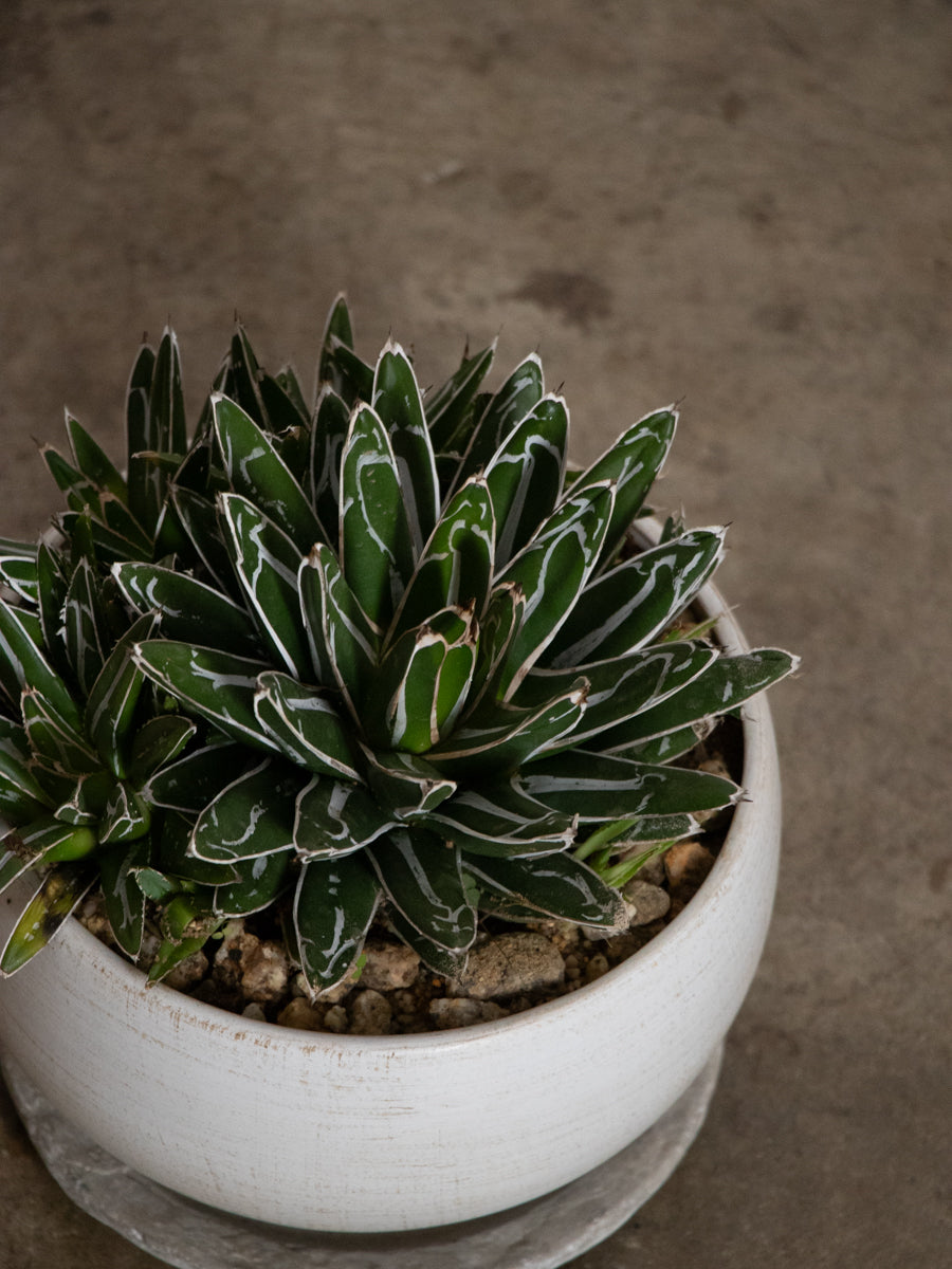 アガベ・笹の雪