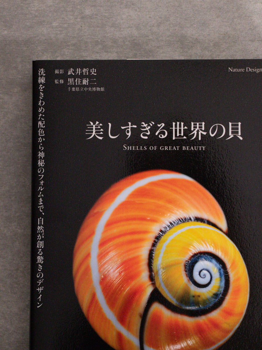 美しすぎる世界の貝