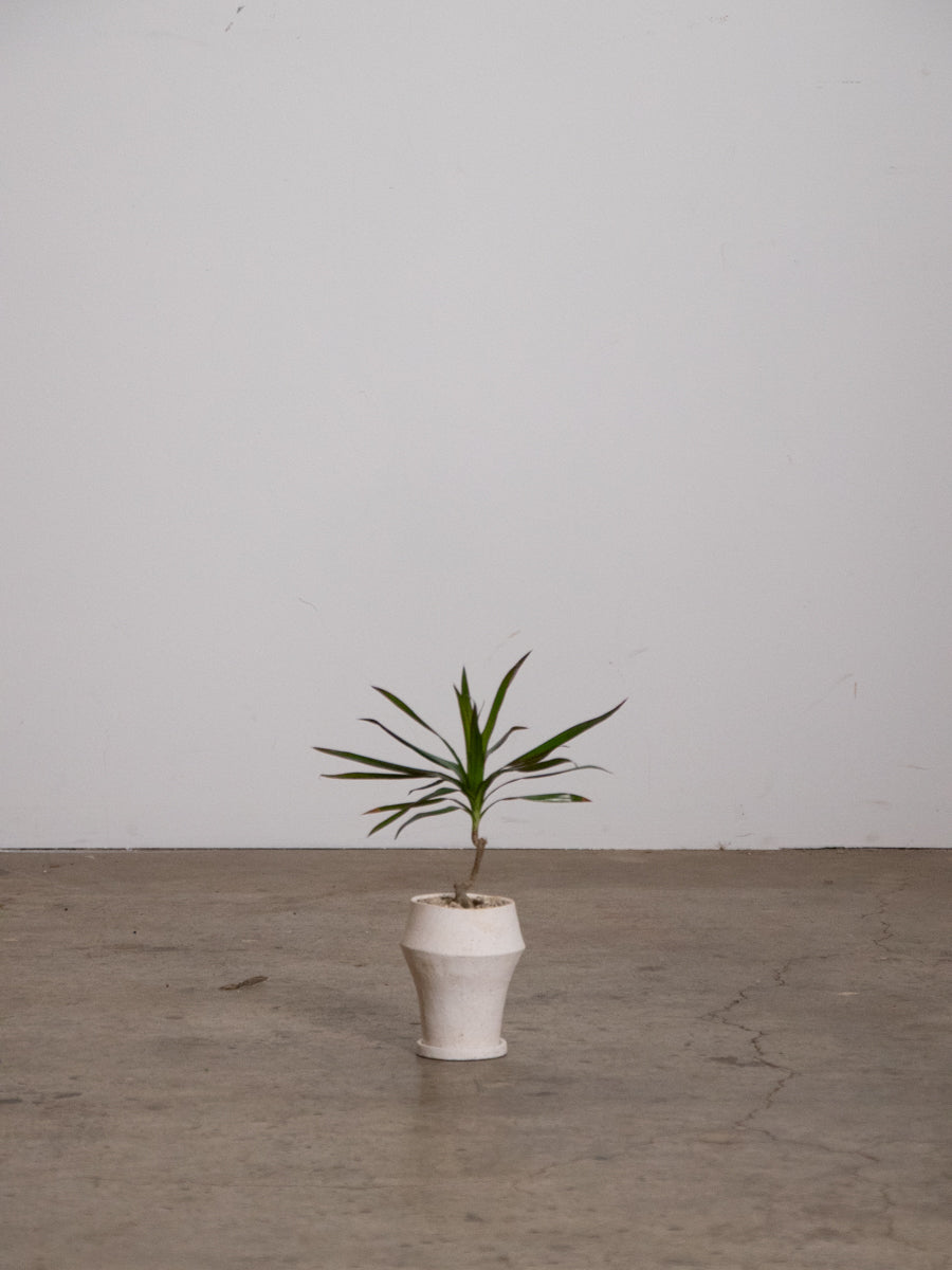 ドラセナ コンシンネ