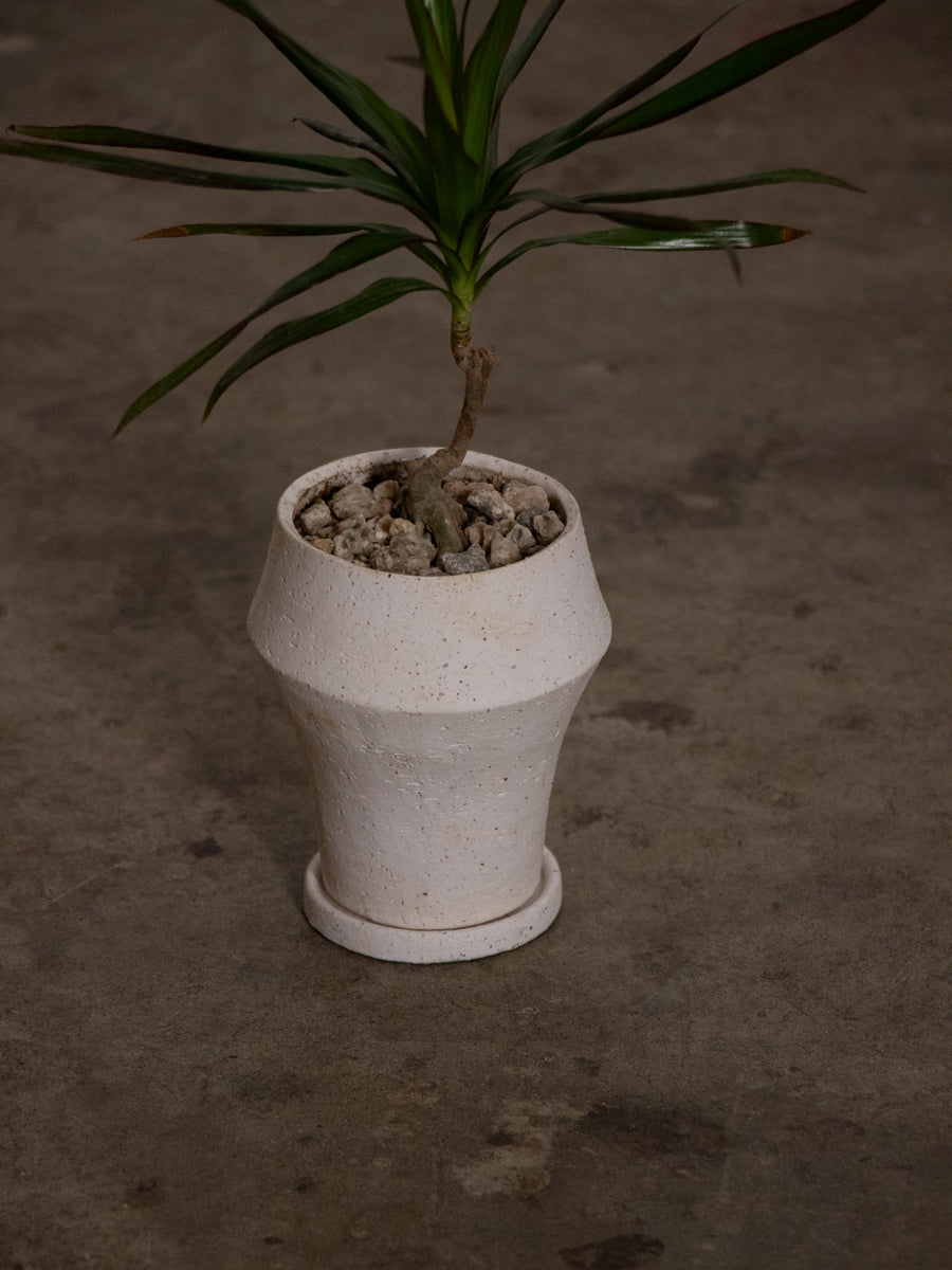 ドラセナ コンシンネ