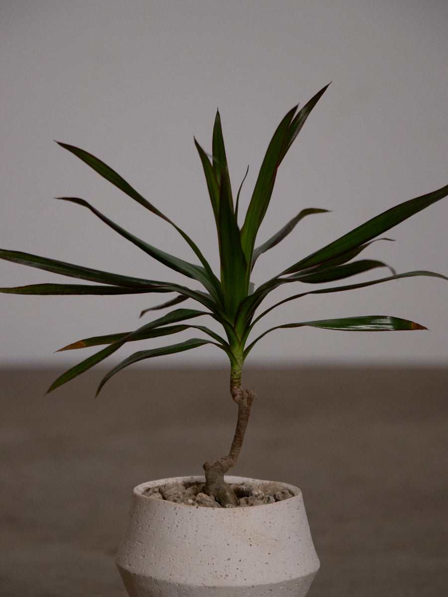 ドラセナ コンシンネ