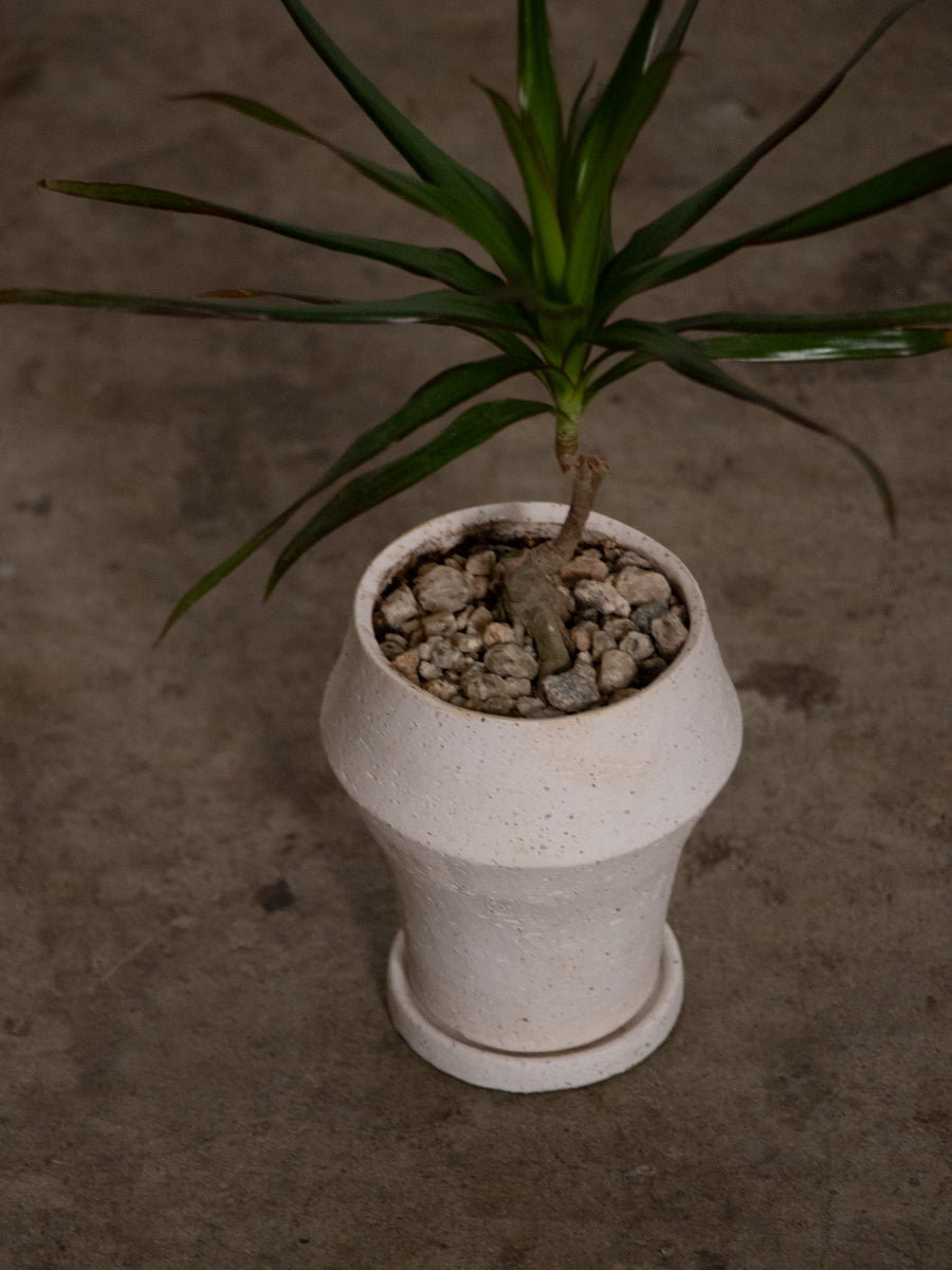 ドラセナ コンシンネ