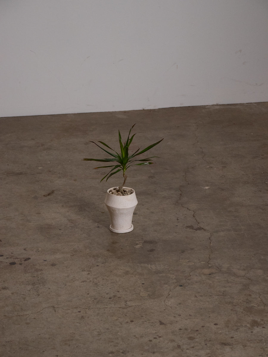 ドラセナ コンシンネ