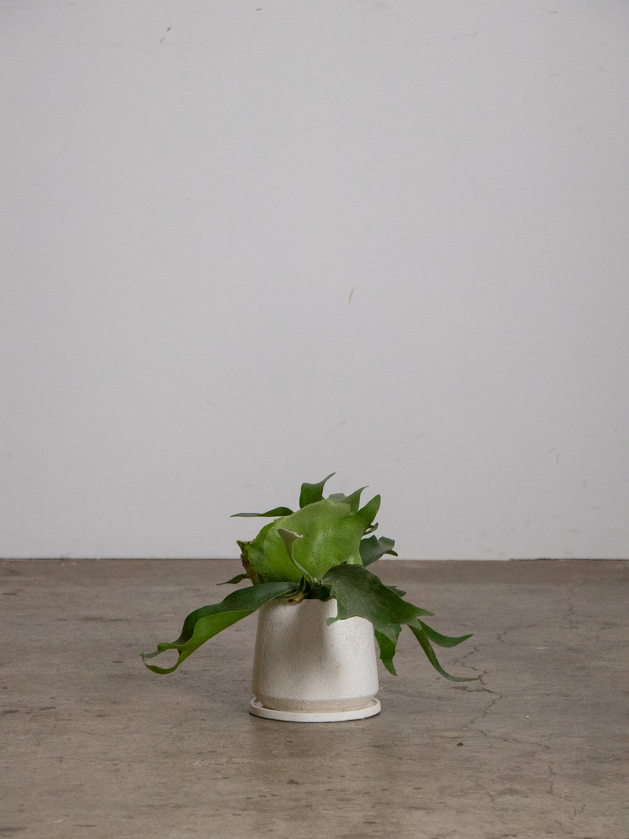 ビカクシダ アルコシルネ