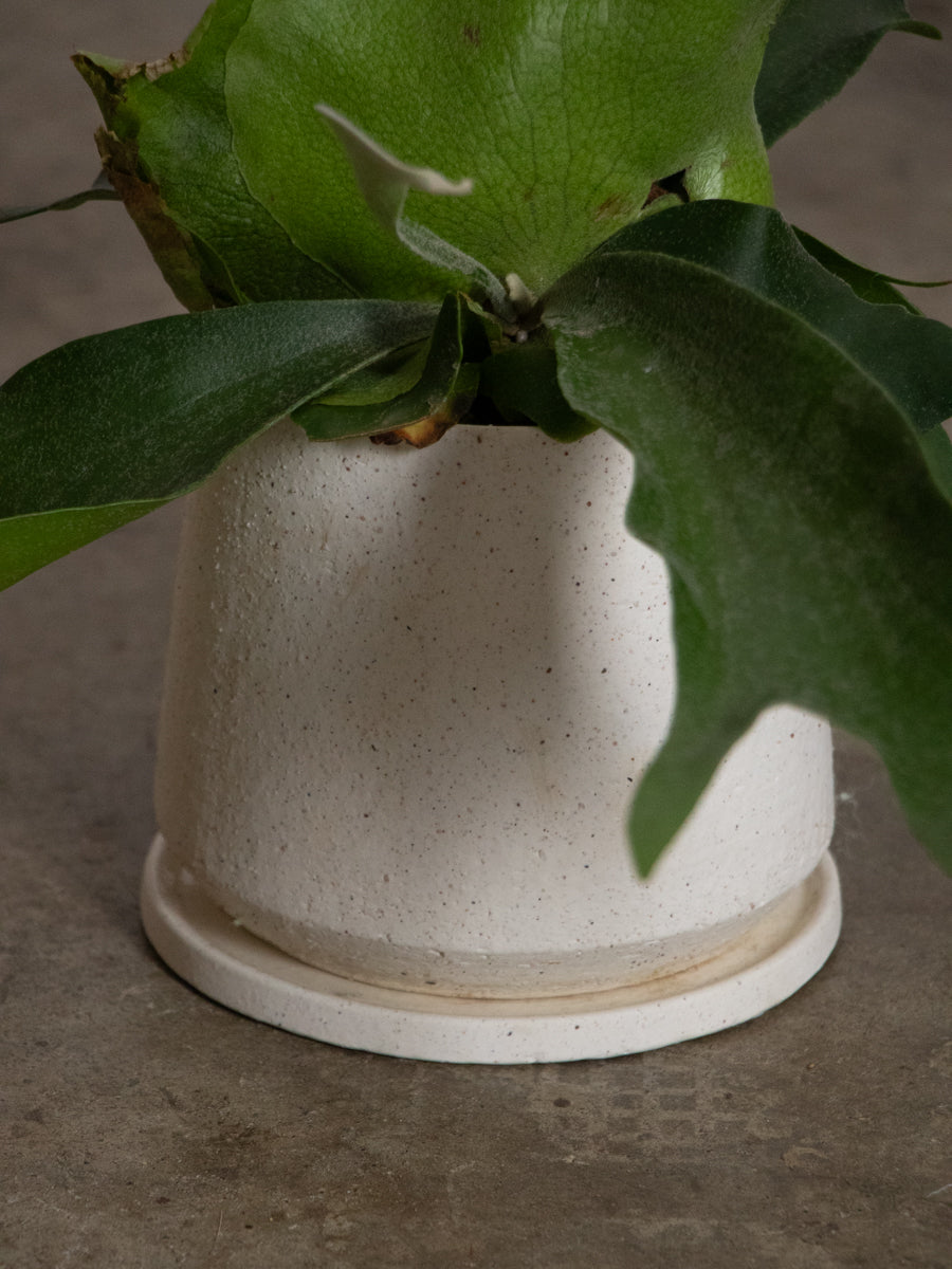 ビカクシダ アルコシルネ