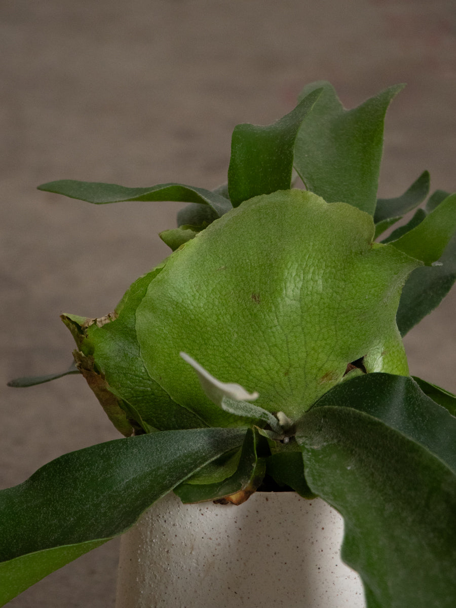 ビカクシダ アルコシルネ