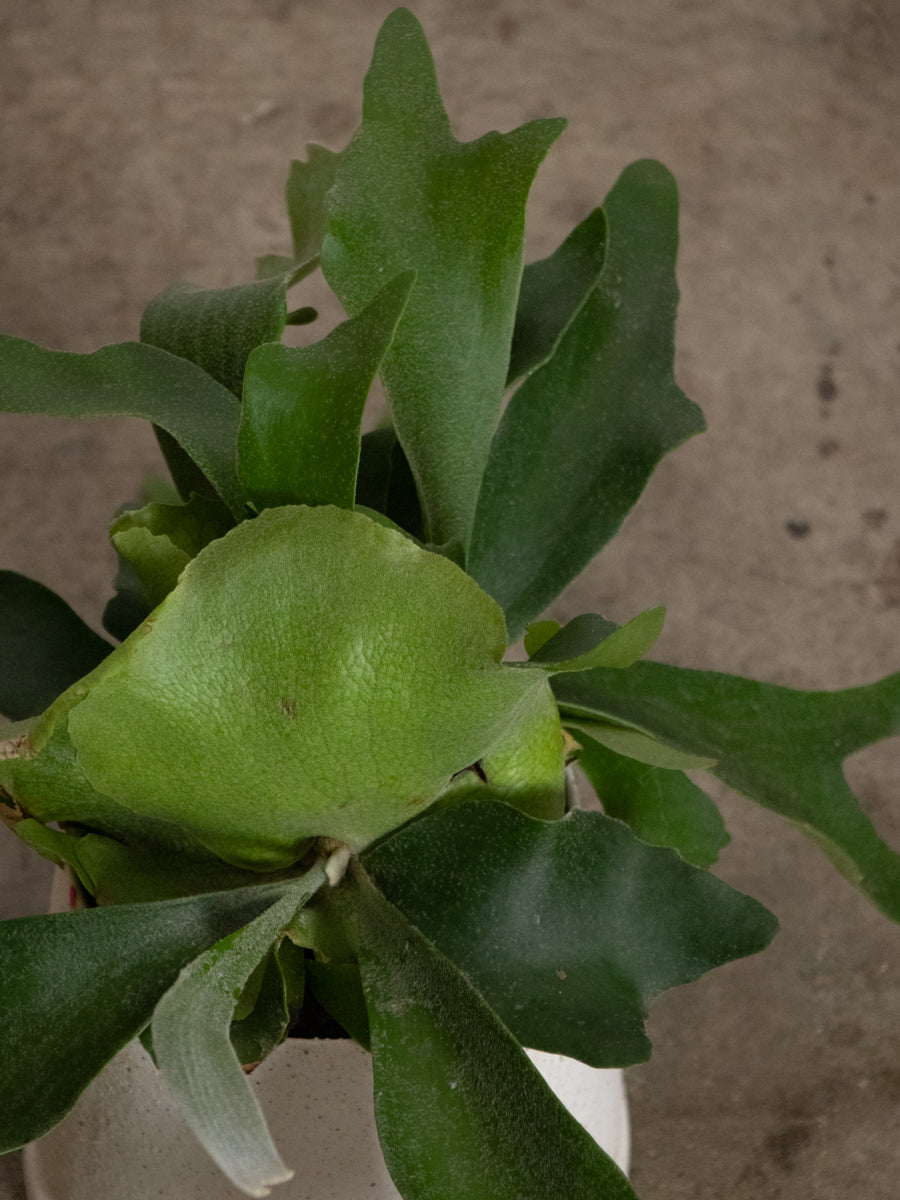 ビカクシダ アルコシルネ