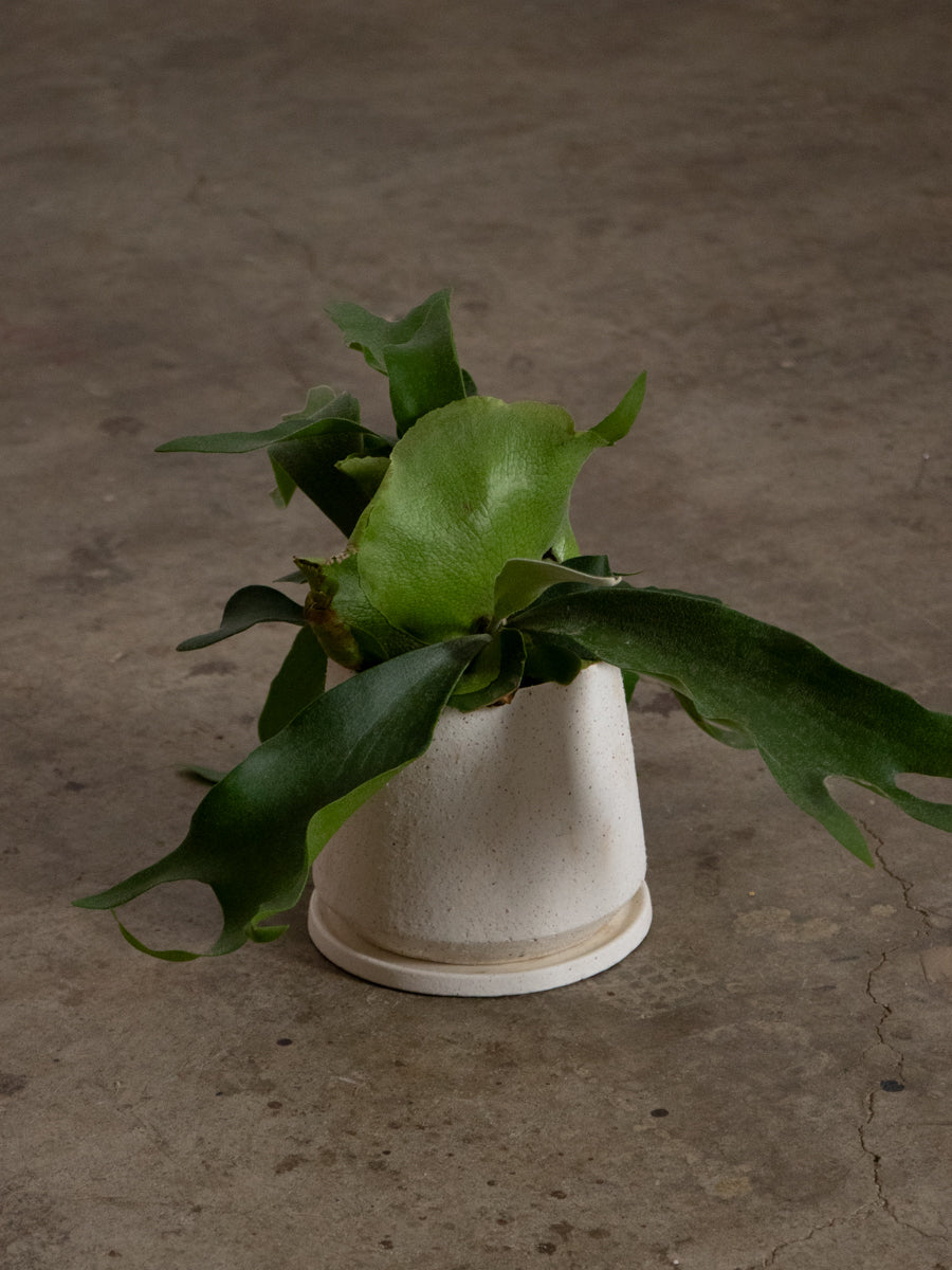 ビカクシダ アルコシルネ