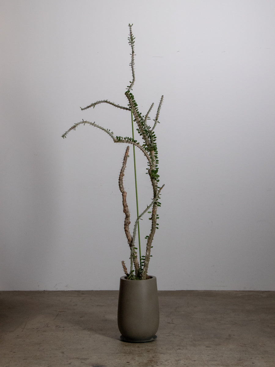 アローディア プロセラ