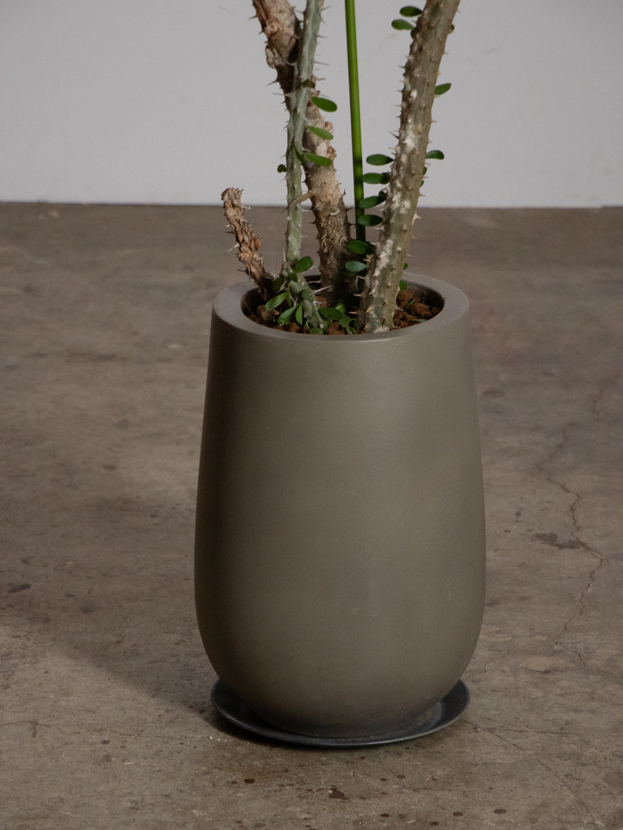 アローディア プロセラ