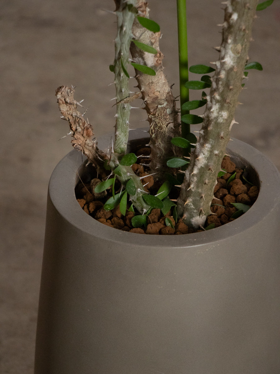 アローディア プロセラ