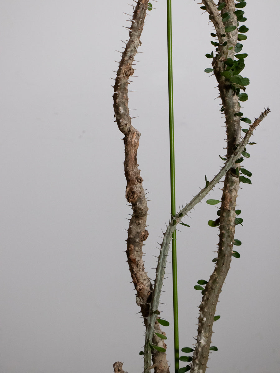 アローディア プロセラ