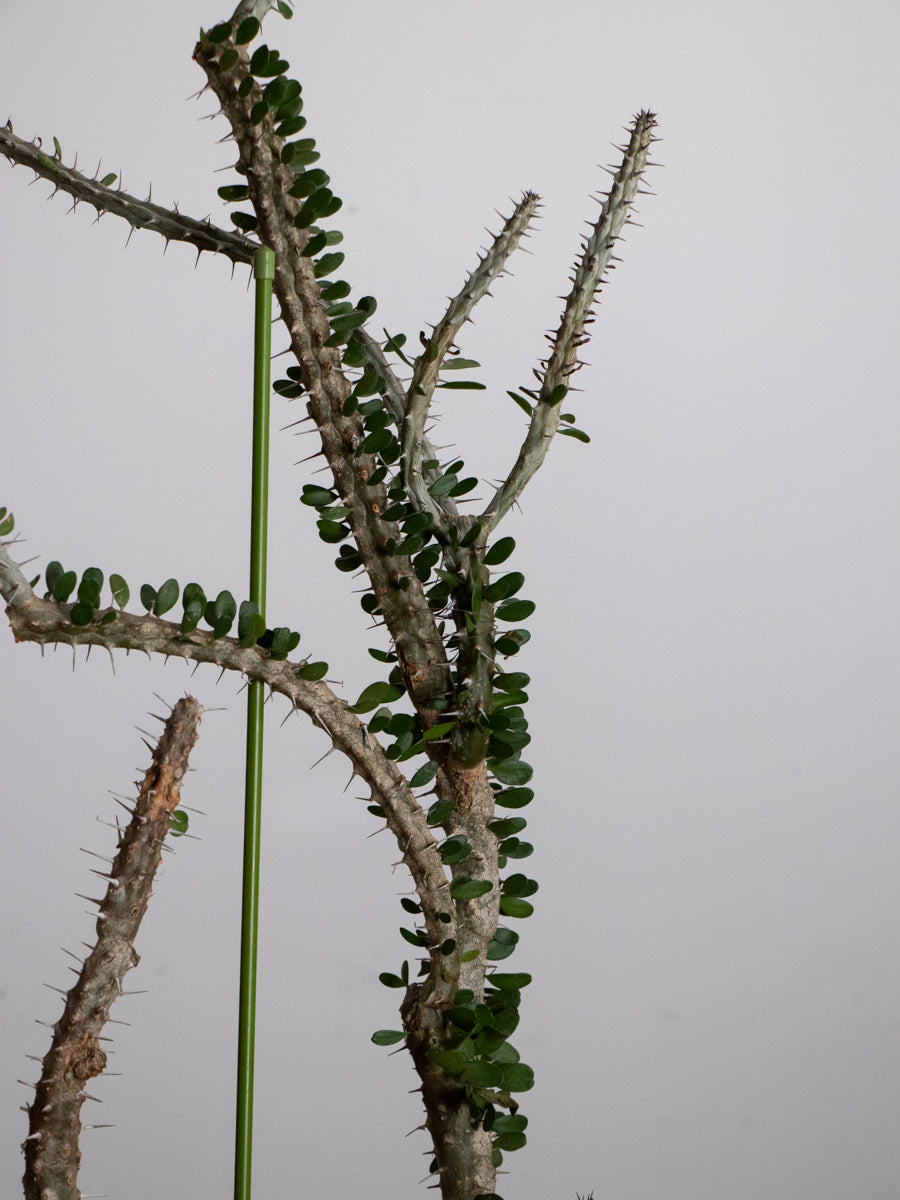 アローディア プロセラ