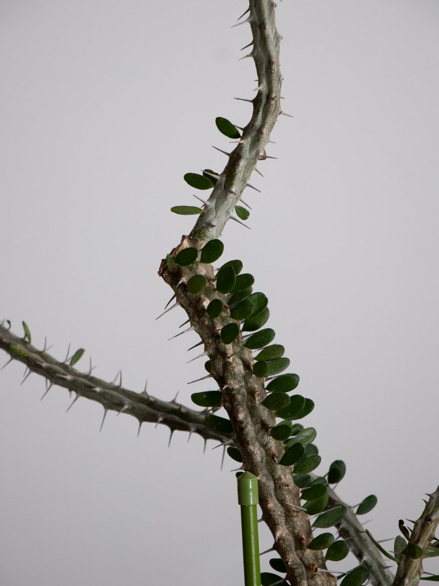 アローディア プロセラ