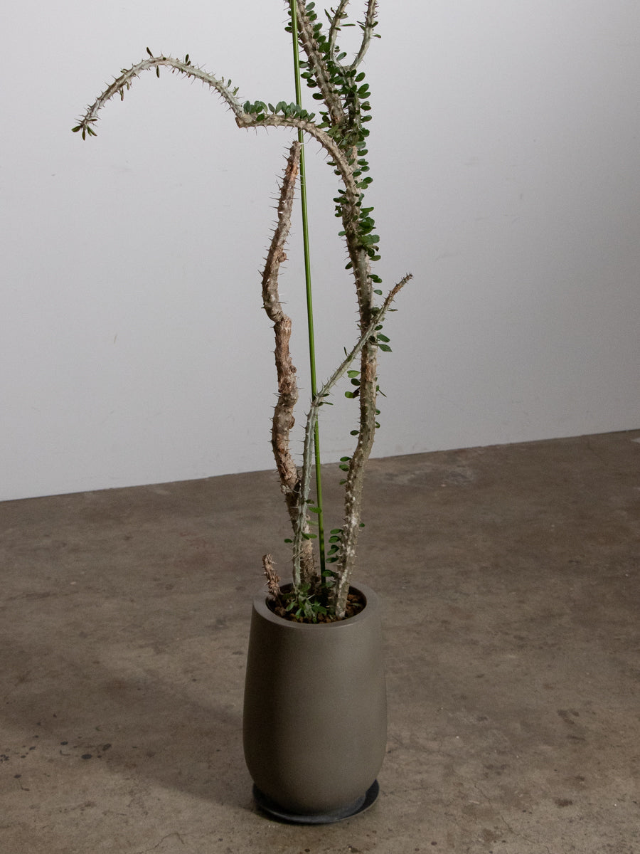 アローディア プロセラ