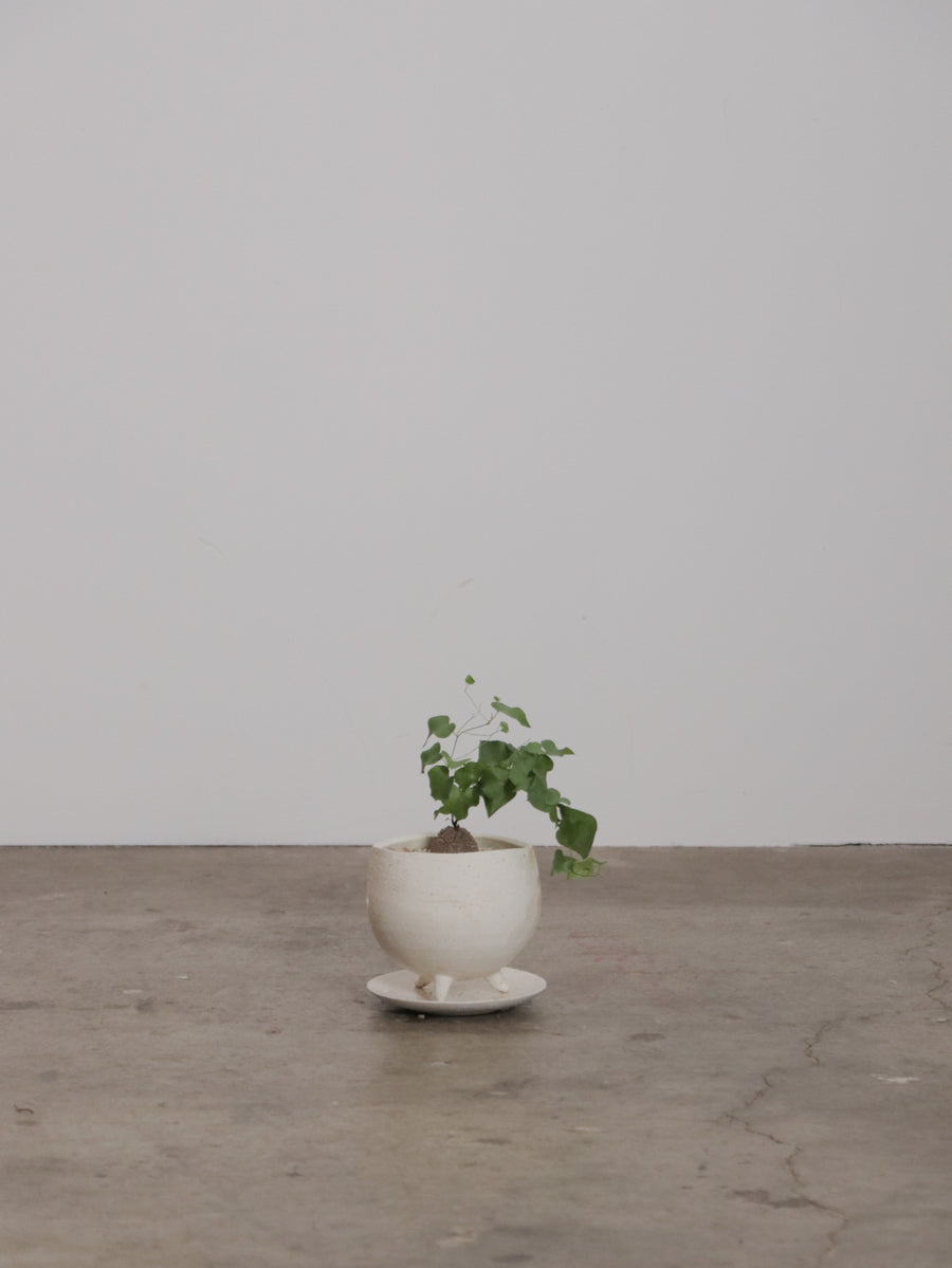 亀甲竜 ディオスコレア