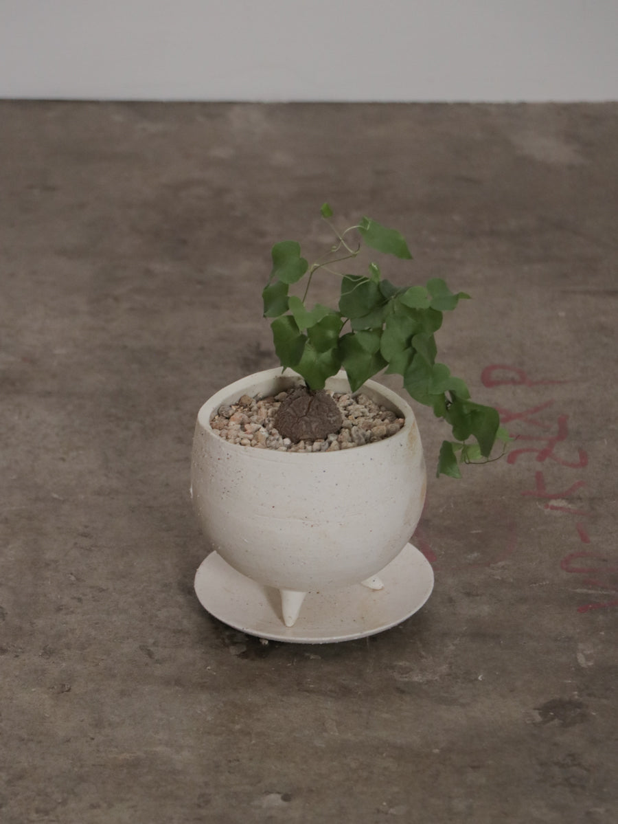 亀甲竜 ディオスコレア