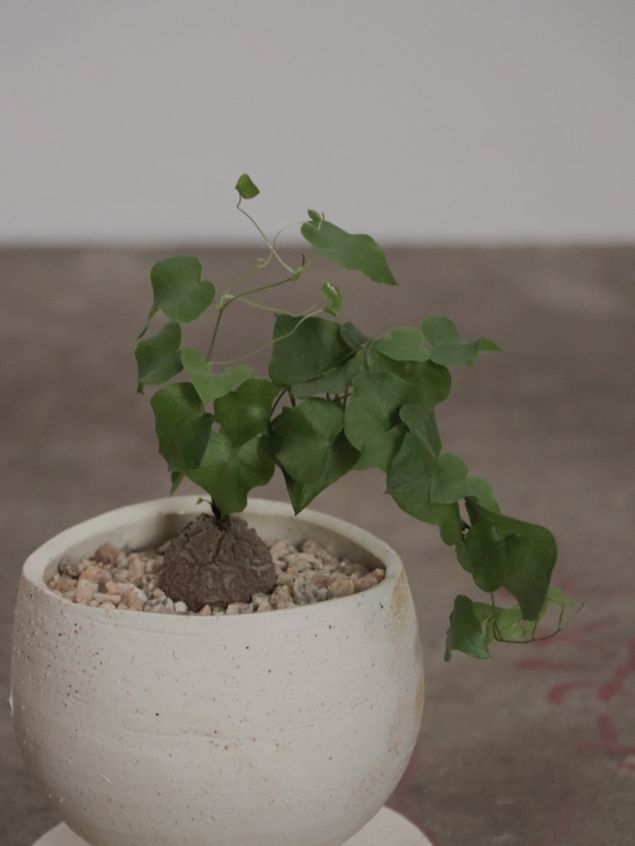 亀甲竜 ディオスコレア