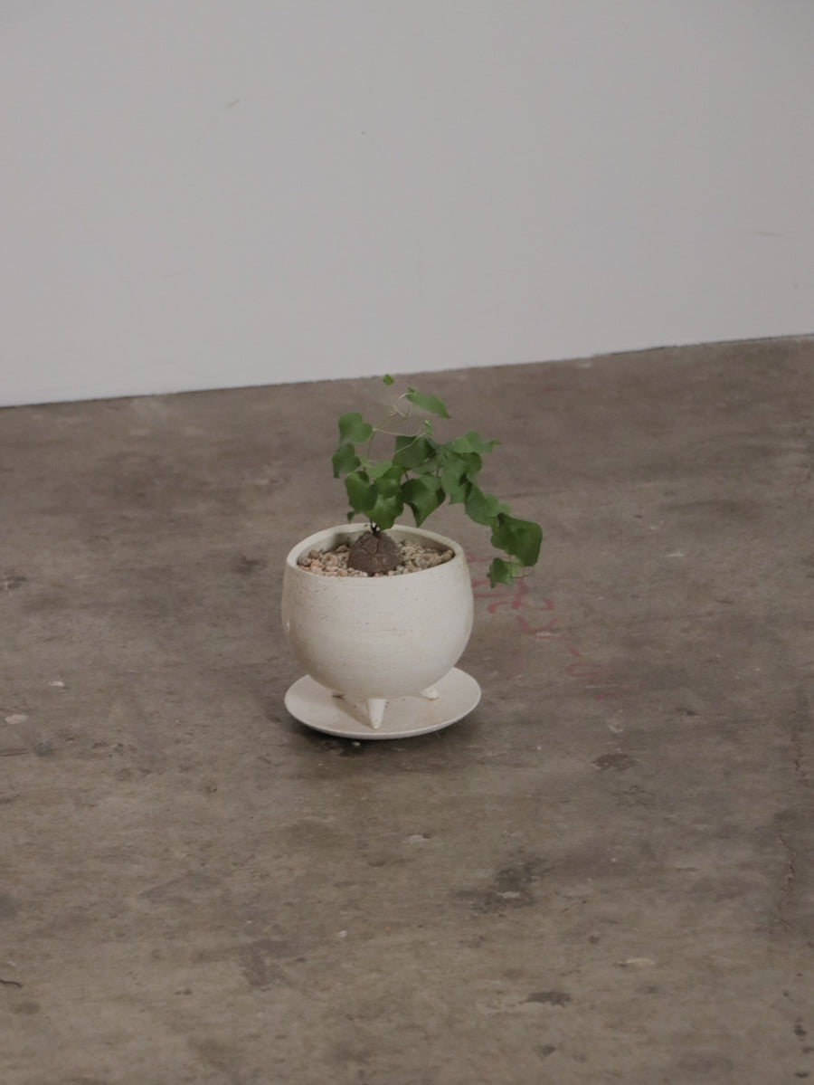 亀甲竜 ディオスコレア