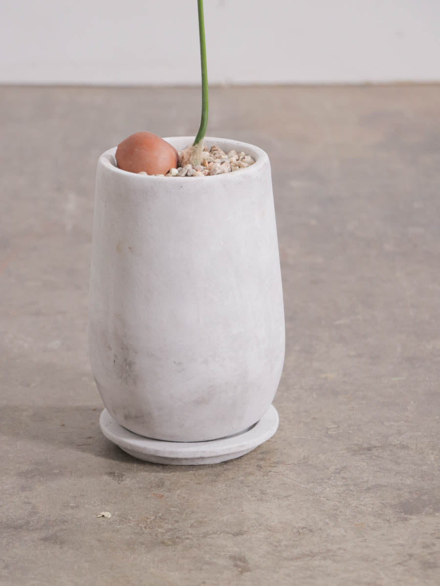 ディオーン スピヌローサム