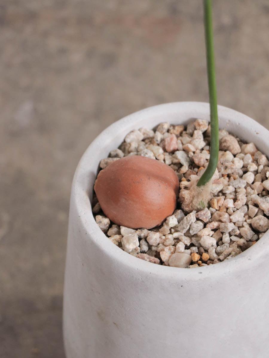 ディオーン スピヌローサム