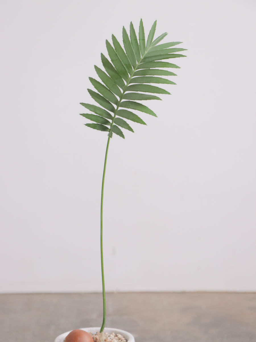 ディオーン スピヌローサム