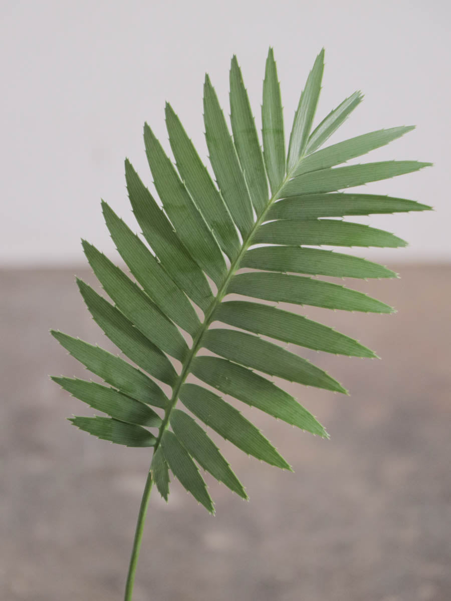 ディオーン スピヌローサム