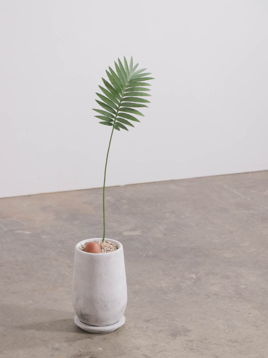 ディオーン スピヌローサム