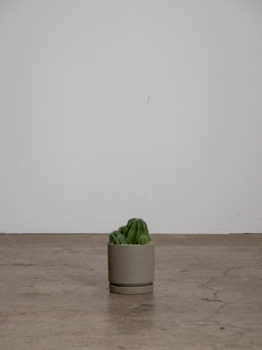 ユーフォルビア・カメレオンヘルメット