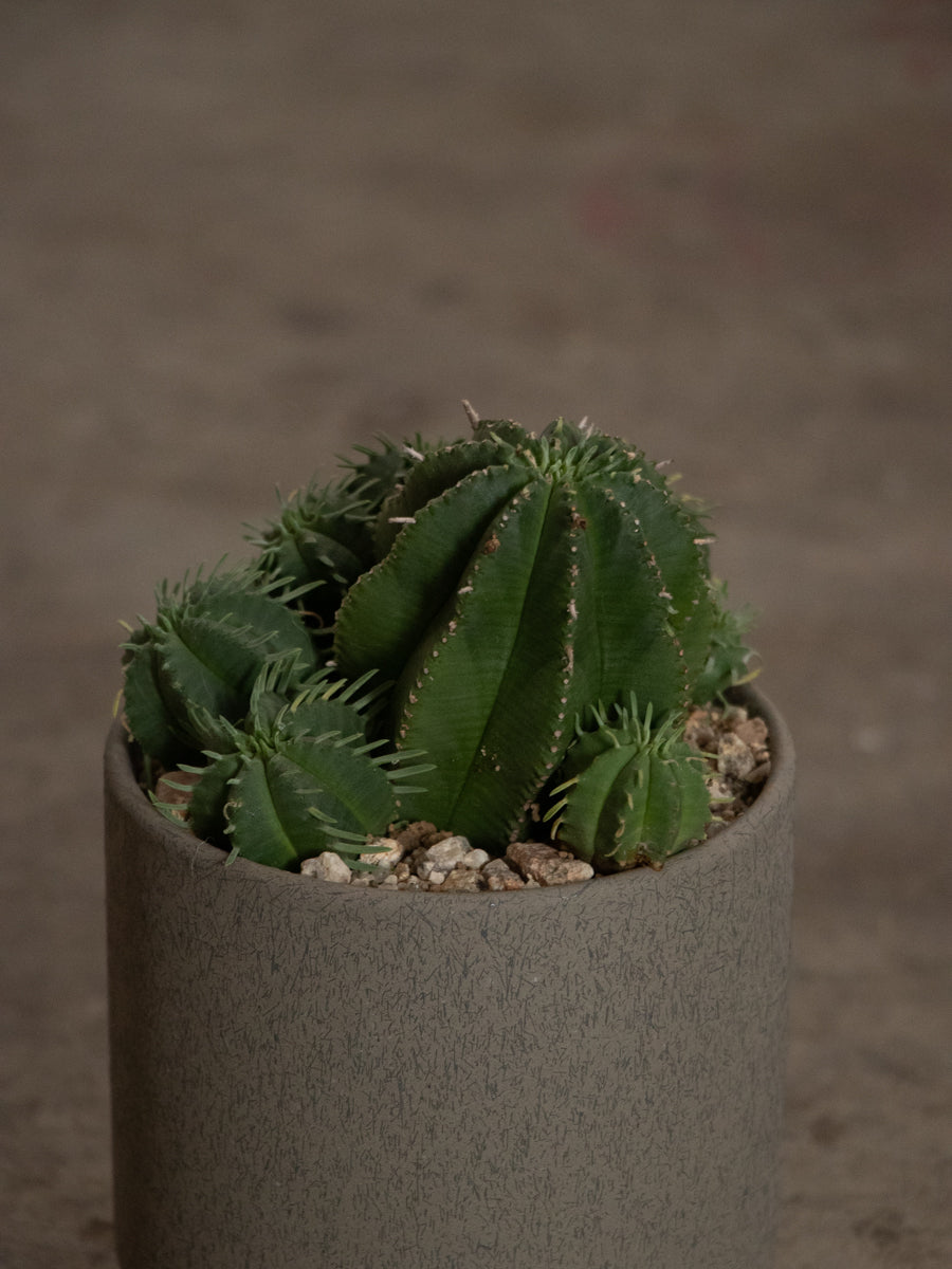 ユーフォルビア・カメレオンヘルメット