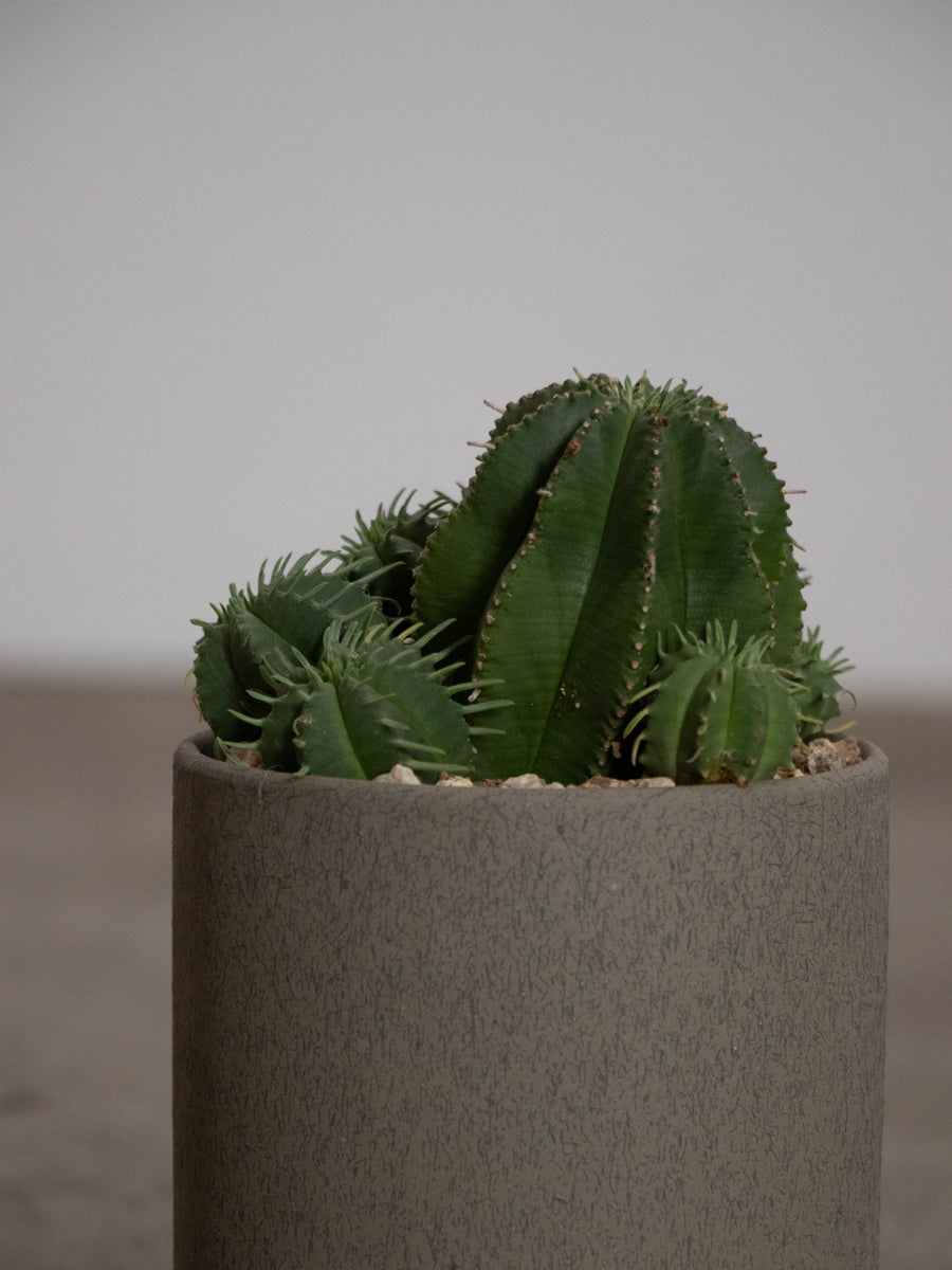 ユーフォルビア・カメレオンヘルメット