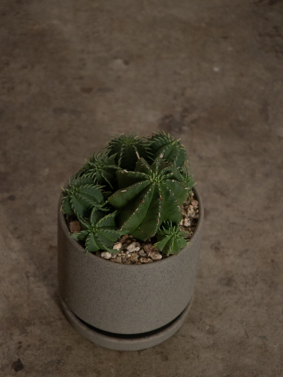 ユーフォルビア・カメレオンヘルメット