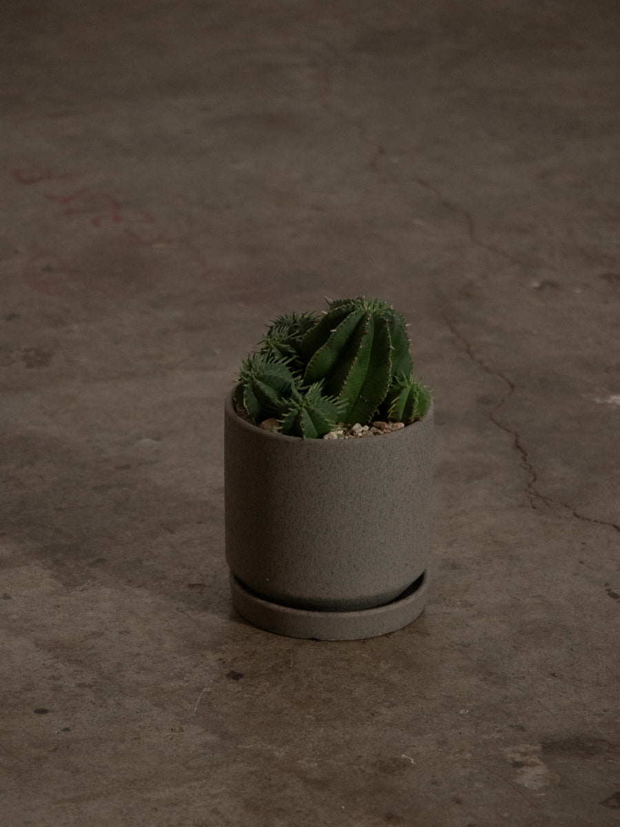 ユーフォルビア・カメレオンヘルメット