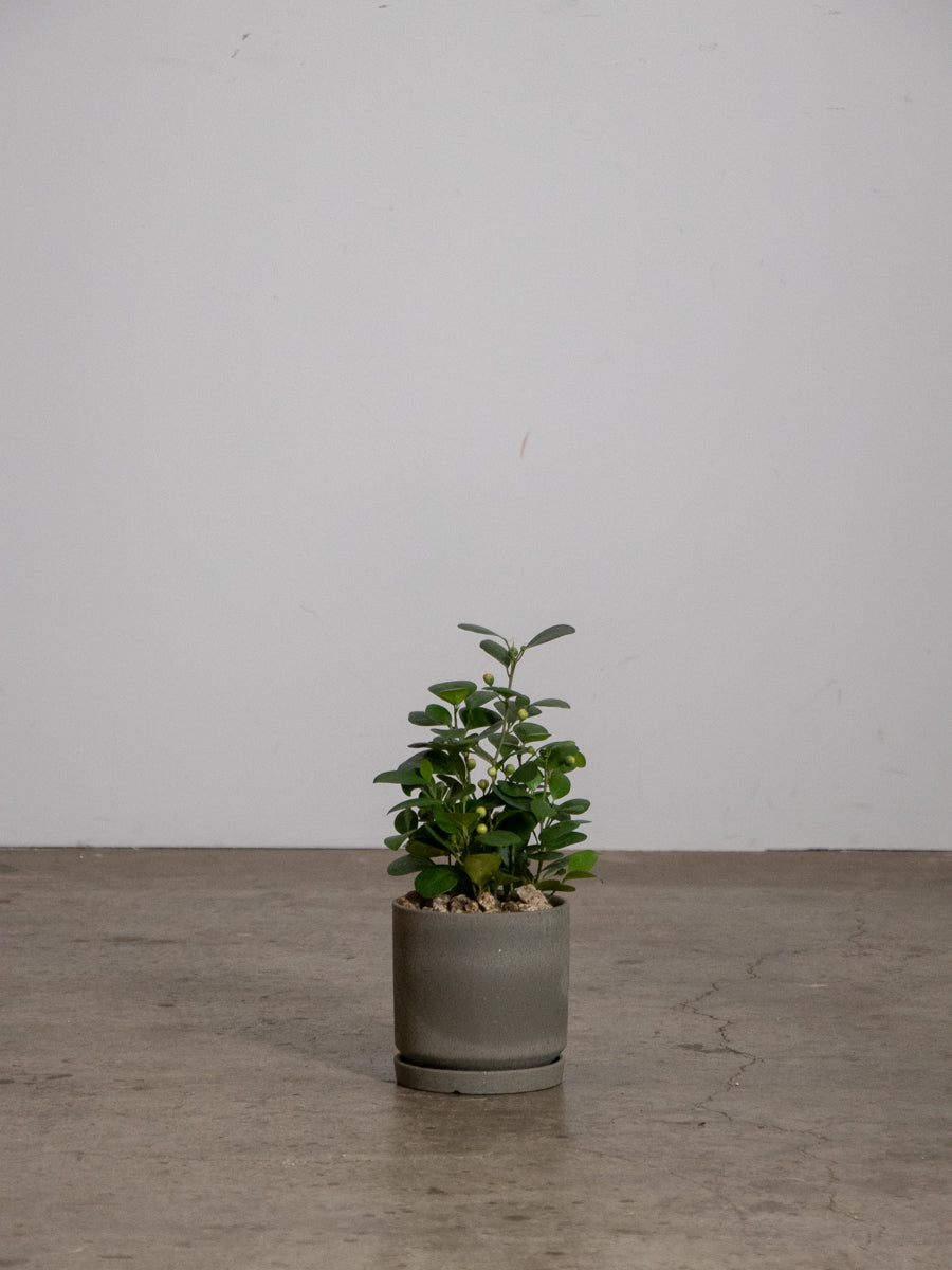 ゴールドコイン 小判菩提樹