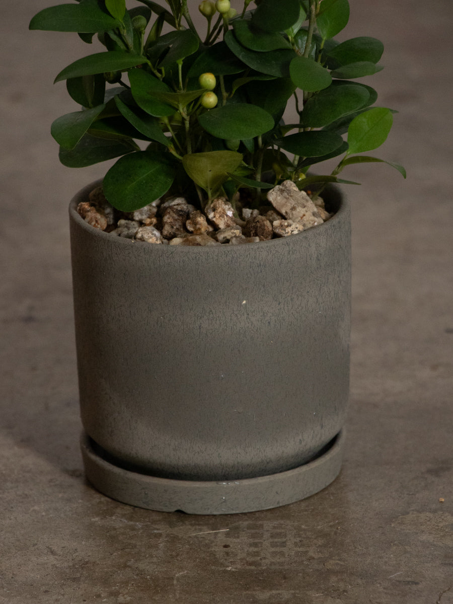 ゴールドコイン 小判菩提樹