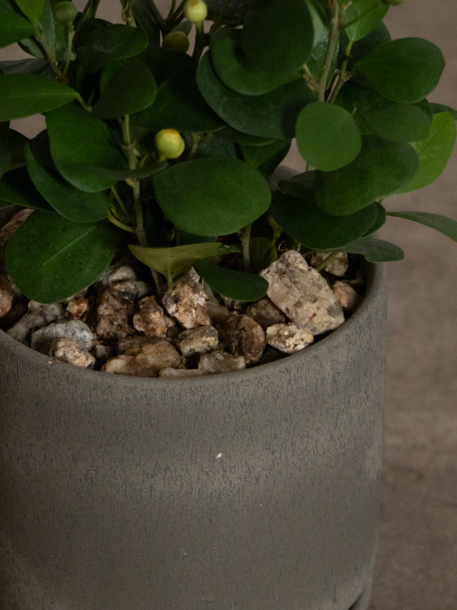 ゴールドコイン 小判菩提樹