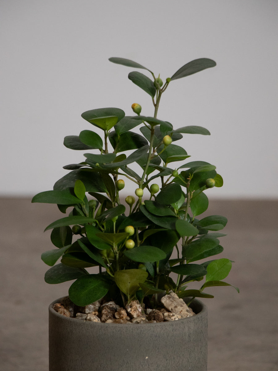 ゴールドコイン 小判菩提樹