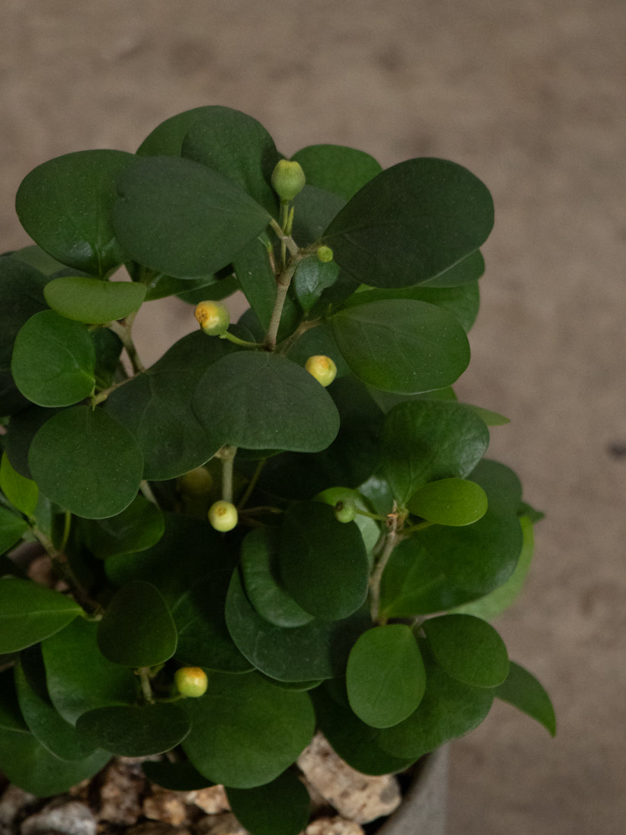 ゴールドコイン 小判菩提樹