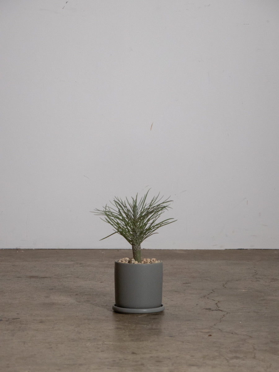 クレイニアモンキーツリー