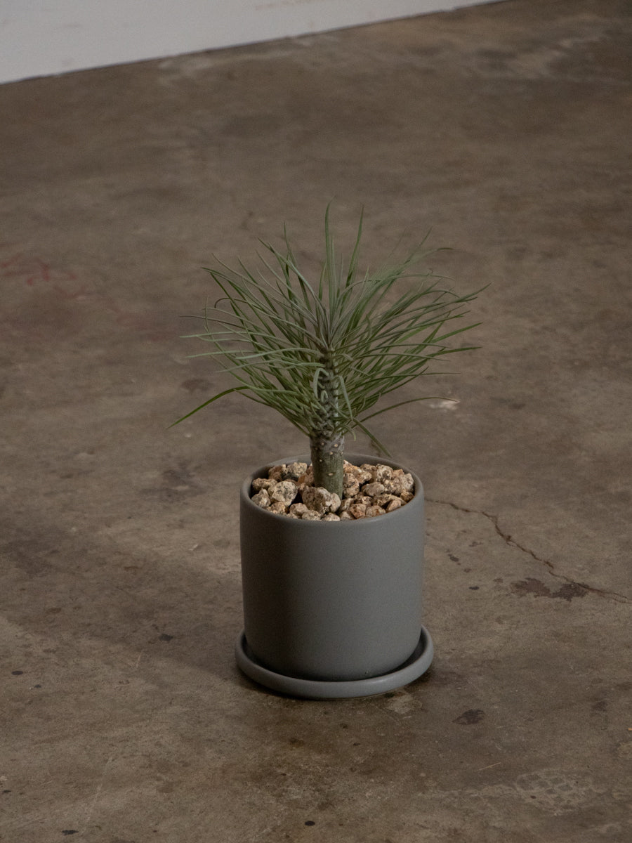 クレイニアモンキーツリー