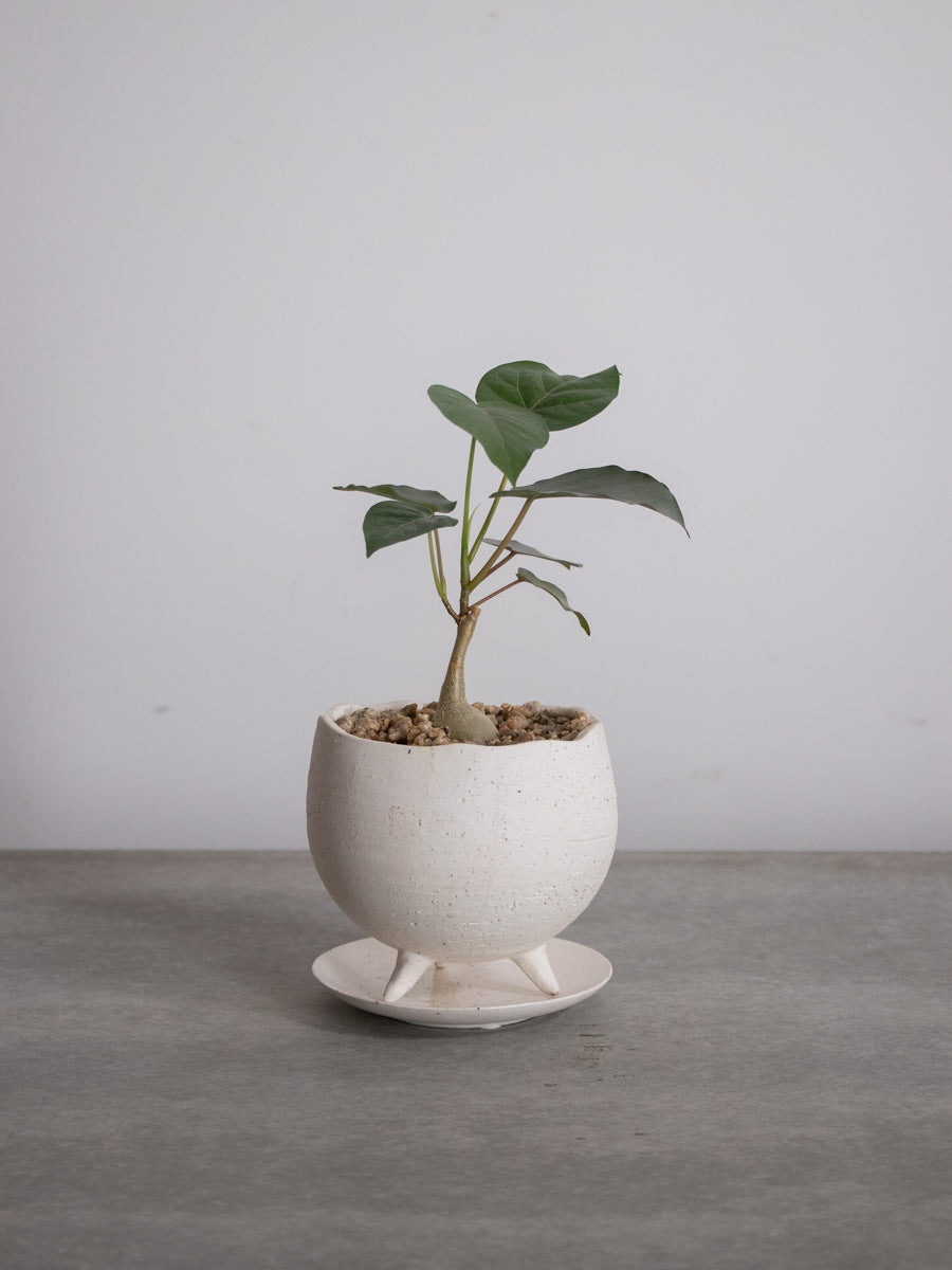 フィカス ペティオラリス