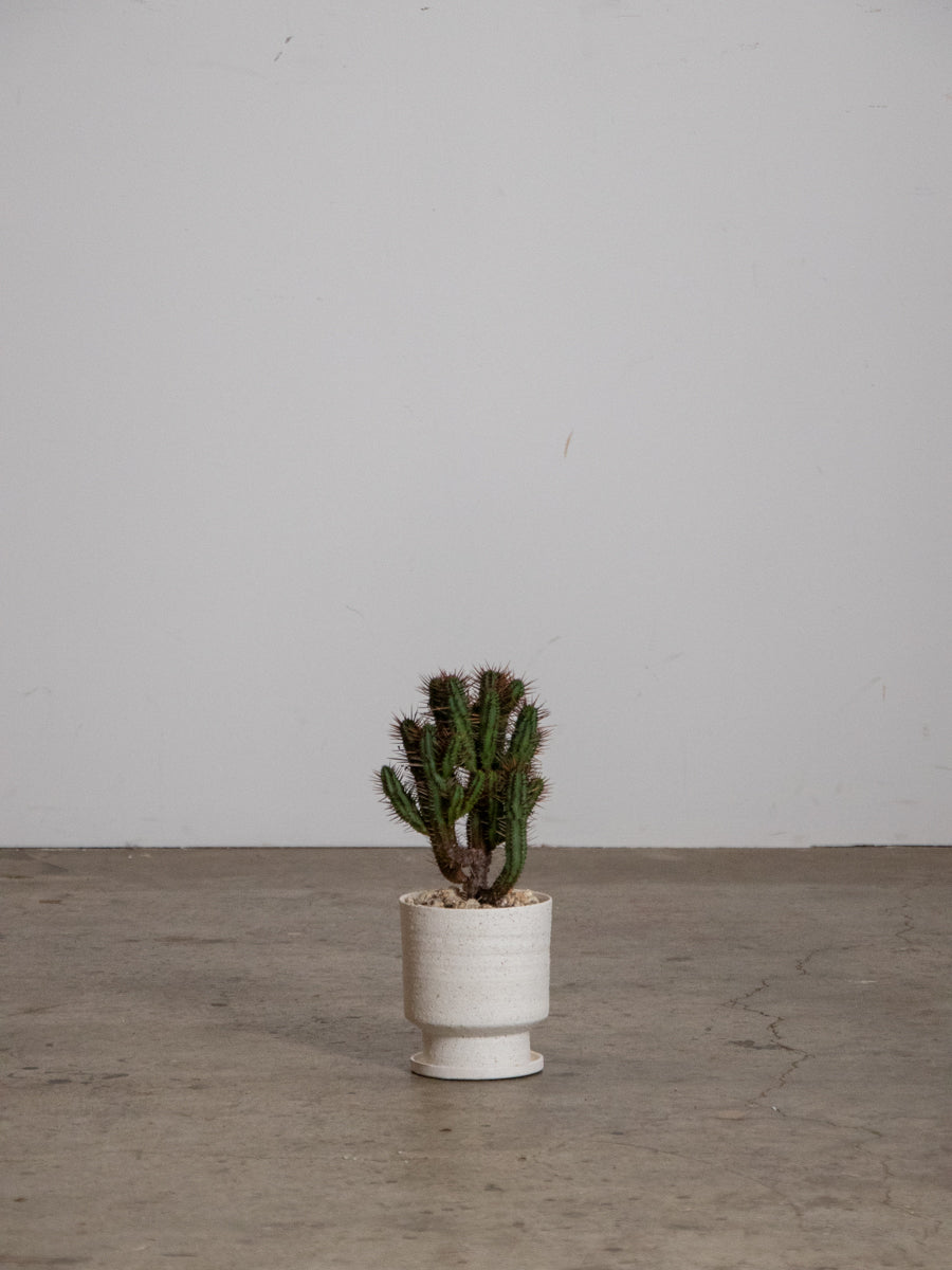 ユーフォルビア 紅彩閣