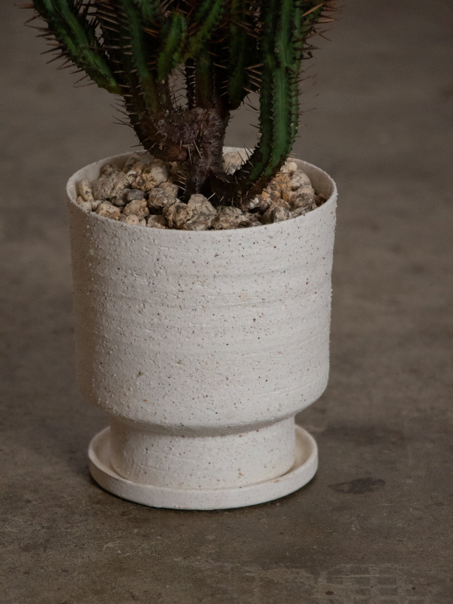 ユーフォルビア 紅彩閣