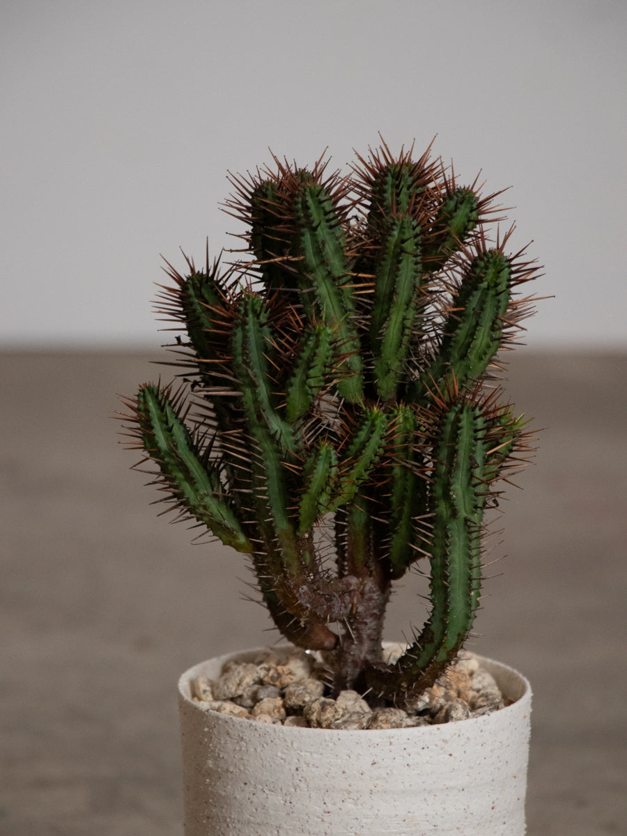 ユーフォルビア 紅彩閣