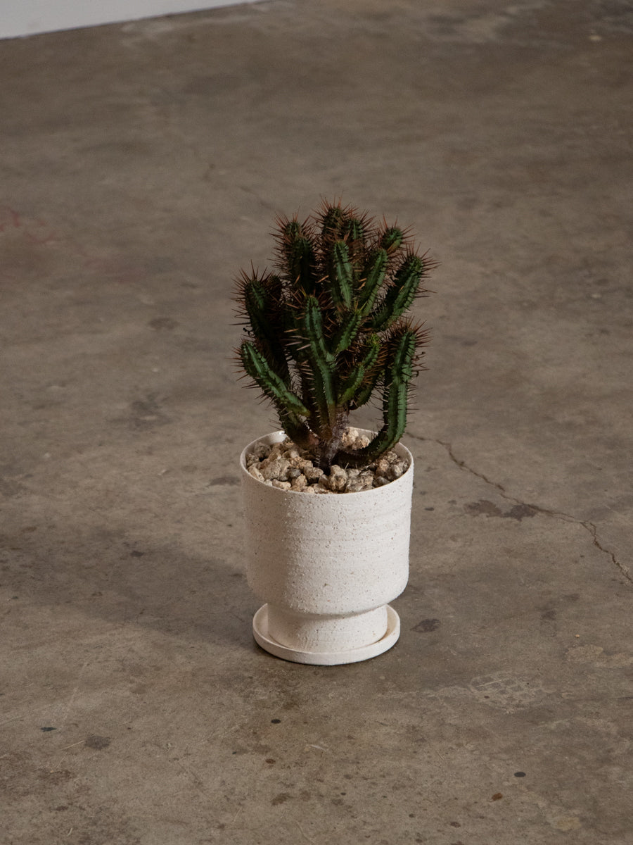 ユーフォルビア 紅彩閣