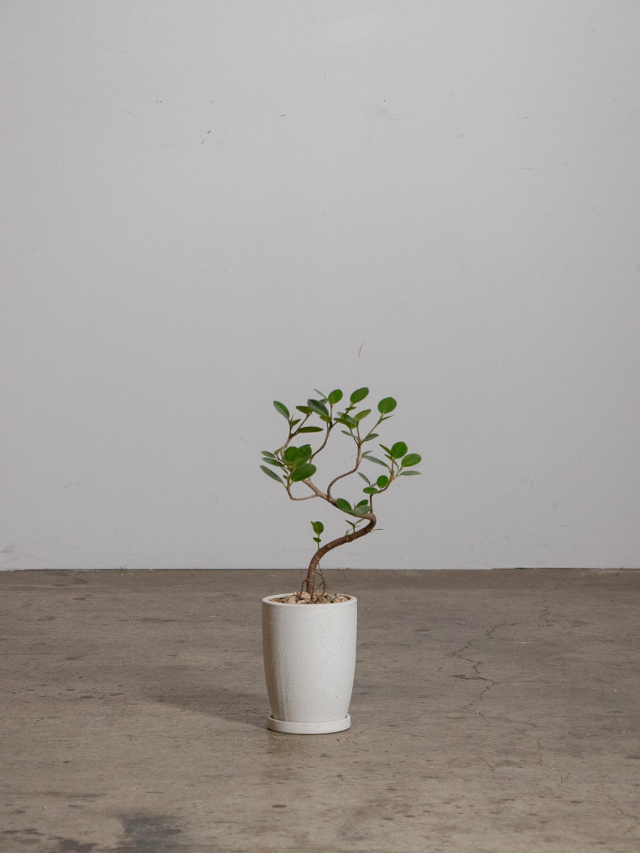 パンダガジュマル