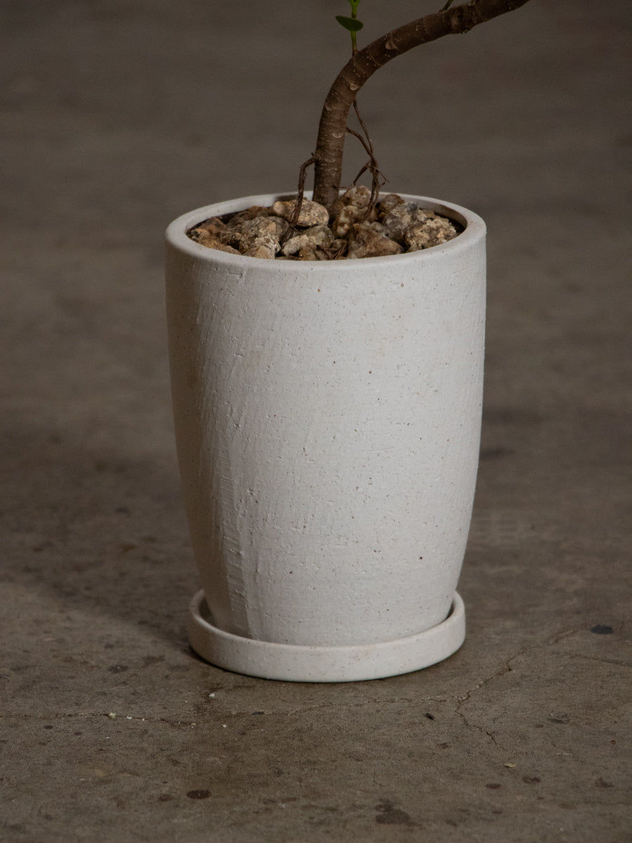 パンダガジュマル